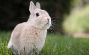 BUNNY