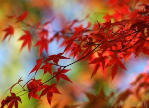 japanese-maple-tree-with-fall-leaves